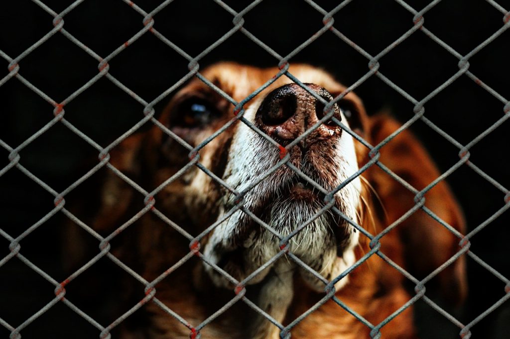 Rodamón recull més de 500 gossos el 2019