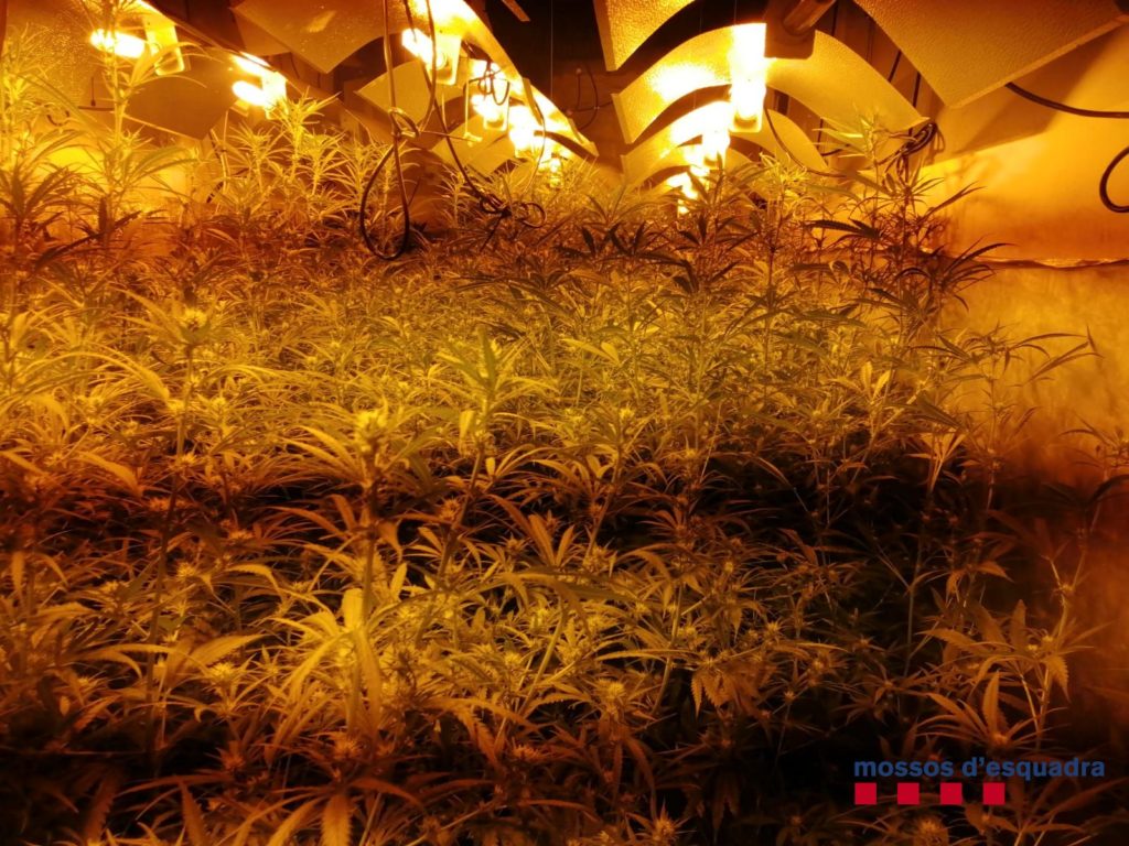 Més de 700 plantes de marihuana a Mont-ras