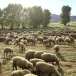 Mont-ras (21-05-2025)