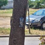 Tractament de la galeruca