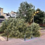 Arbre caigut al Casal
