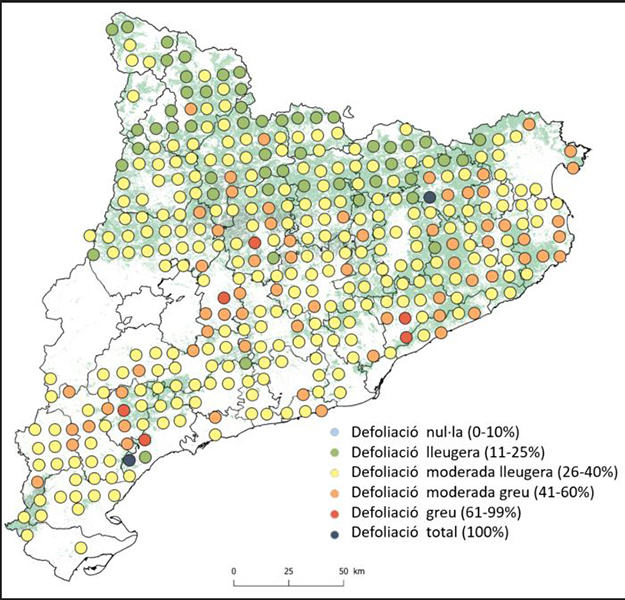Mapa de l'estat dels boscos