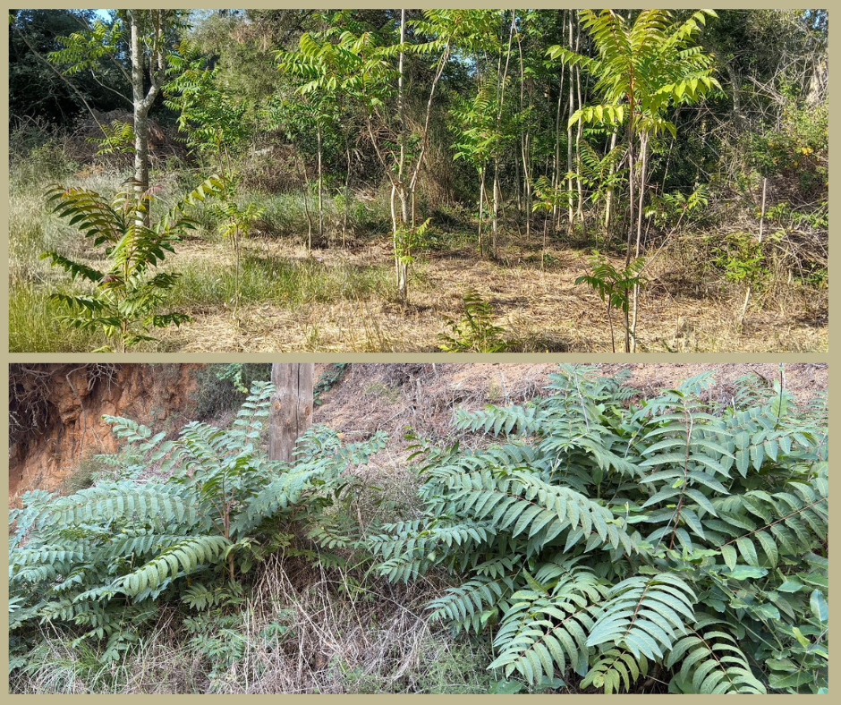 Tractament de l'ailant